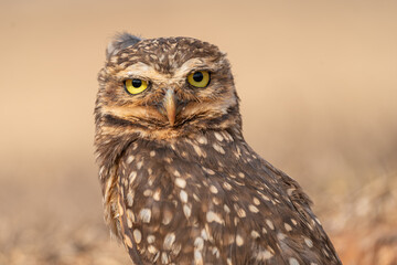 Coruja buraqueira (Athene cunicularia) em super close-up sob um fundo desfocado