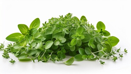 Obraz premium Fresh Marjoram On White Background