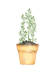 Green plant in pot shoot germination stuck into the ground. Agricultural plant spring. Hand painted watercolor illustration isolated on white.