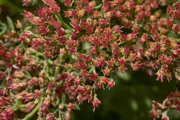 Stonecrop prominent blooms in the garden, a close-up of a blooming inflorescence. Stonecrop prominent (lat. Hylotelephium spectabile) is a perennial herbaceous plant, succulent.