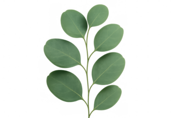 Eucalyptus branch with green leaves, round shape, fresh plant, isolated botanical element with transparent background