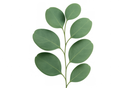 Eucalyptus branch with green leaves, round shape, fresh plant, isolated botanical element with transparent background
