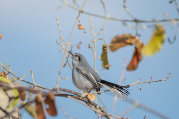 Balança rabo de chapéu preto (Polioptila plumbea) pousado por entre os galhos