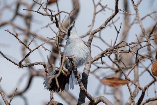 Balan&ccedil;a rabo de chap&eacute;u preto (Polioptila plumbea) pousado fazendo um leque com as penas do rabo em seu habitat natural
