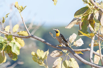 Pica pau do campo (Colaptes campestris) em seu habitat natural