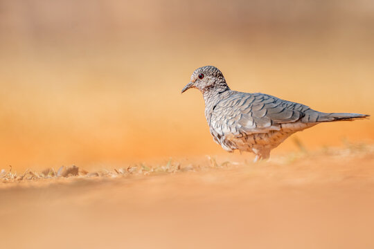 Rolinha fogo apagou (Columbina squammata) caminhado no ch&atilde;o sob um lindo fundo desfocado parecendo fogo