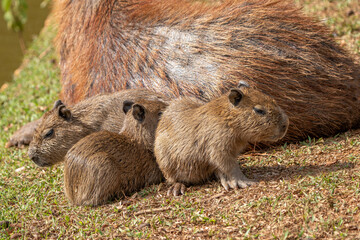 Capivara (Hydrochoerus hydrochaeris) três filhotes de capivara, maior roedor do mundo