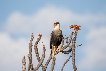 Carcará (Caracara plancus) pousado sob um lindo céu com nuvens