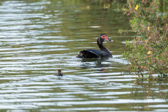 Pato do mato f&ecirc;mea (Cairina moschata) nadando e cuidando de seus filhotes