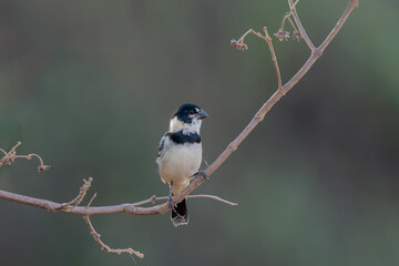 Coleiro do brejo macho (Sporophila collaris) pousado em um galho