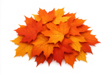 Autumn maple leaves pile showcasing fall colors, including red, orange, and yellow foliage on transparent background