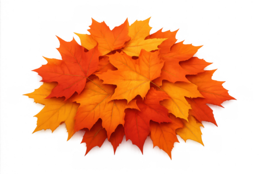 Autumn maple leaves pile showcasing fall colors, including red, orange, and yellow foliage on transparent background - Powered by Adobe