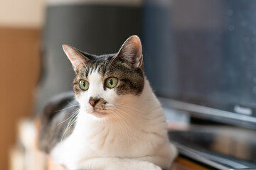 見つめる可愛い猫　キジトラ白	