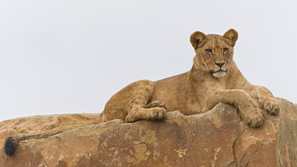 Lion (Panthera leo) resting on rocks, young lion in zoo enclosure. Zoo Zlin Lesna in Czech republic.