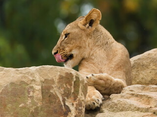 Naklejka premium Lion (Panthera leo) — lying on a rock and licking its nose, a captive animal. Zoo Zlin Lesna in Czech republic.
