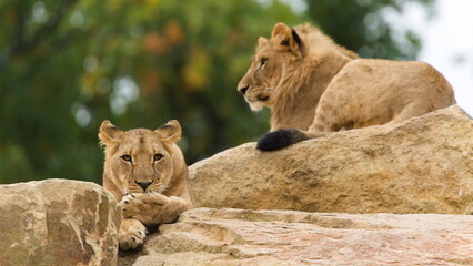 Two young African Lions (Panthera leo). Captive animals. Zoo Zlin Lesna in Czech republic.