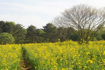 ひたちなか海浜公園　菜の花畑