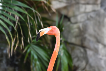 Hot Summer Day in a Southern USA Zoo