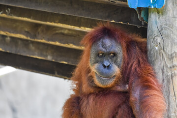 Hot Summer Day in a Southern USA Zoo