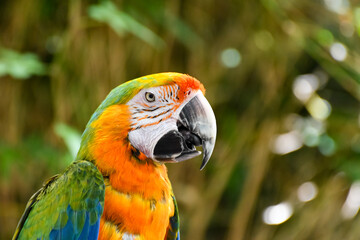 Hot Summer Day in a Southern USA Zoo