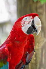 Hot Summer Day in a Southern USA Zoo