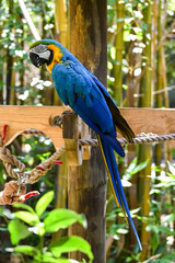 Hot Summer Day in a Southern USA Zoo
