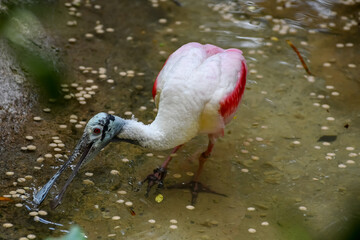 Hot Summer Day in a Southern USA Zoo