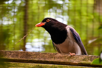 Hot Summer Day in a Southern USA Zoo