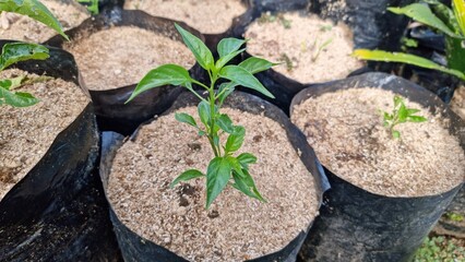 Pepper Plant Seedling with Agriculture, and Cultivation.