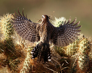 Cactus Wren Build8ng a Nest