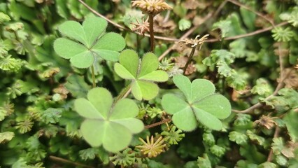 Shamrock Clover Patch with Green Field, and Good Luck.