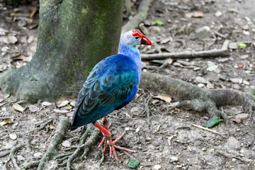 Hot Summer Day in a Southern USA Zoo