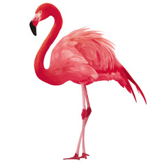 Obraz premium Vibrant pink flamingo bird isolated on a white background.