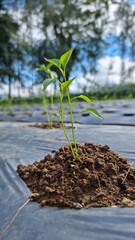 Young Pepper Plant in Farm with Black Plastic Mulch.
