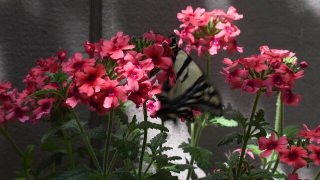Tiger Swallowtail Butterfly #2
