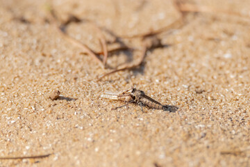 Mosca asesina (asílidae) a capturado un saltamontes
