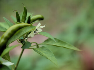 10月に咲いた小さくて可憐な白いトウガラシの花