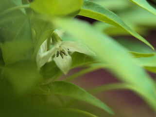 10月に咲いた小さくて可憐な白いトウガラシの花