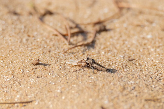 Mosca asesina (as&iacute;lidae) a capturado un saltamontes
