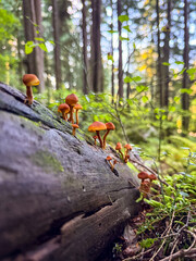 Obraz premium Waxcap mushrooms growing on a log in Squamish, British Columbia, Canada 
