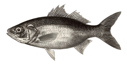 Detailed illustration of a fish, showcasing its scales, fins, and overall body structure in a side view.