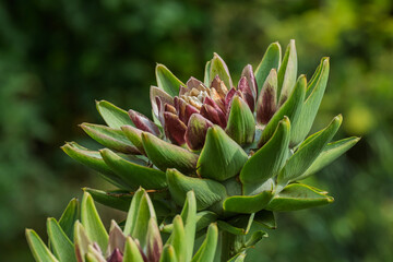 Fototapeta premium Artischocke (Cynara scolymus, Cynara cardunculus)