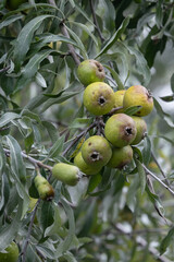 Weidenblättrige Birne (Pyrus salicifolia), Früchte