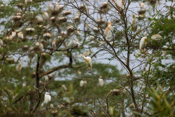Cattle egrets perched on trees in the Bosque de Pomac, Lambayeque, Peru