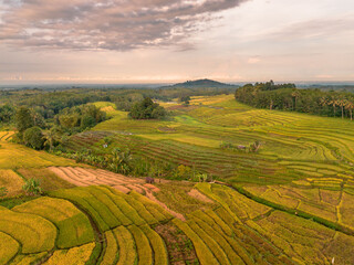 Obraz premium Beautiful morning view indonesia Panorama Landscape paddy fields with beauty color and sky natural light