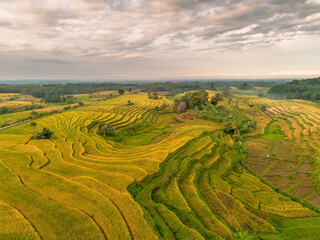 Obraz premium Beautiful morning view indonesia Panorama Landscape paddy fields with beauty color and sky natural light