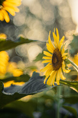 朝の光を浴びるひまわり