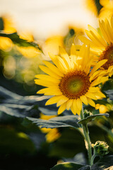 朝の光を浴びるひまわり