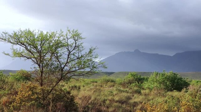 landscape shot with a tree in the foreground and mountains in the background in swellendam bontebok national park south africa 