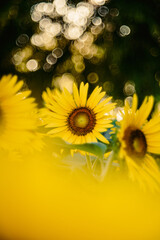 朝の光を浴びるひまわり